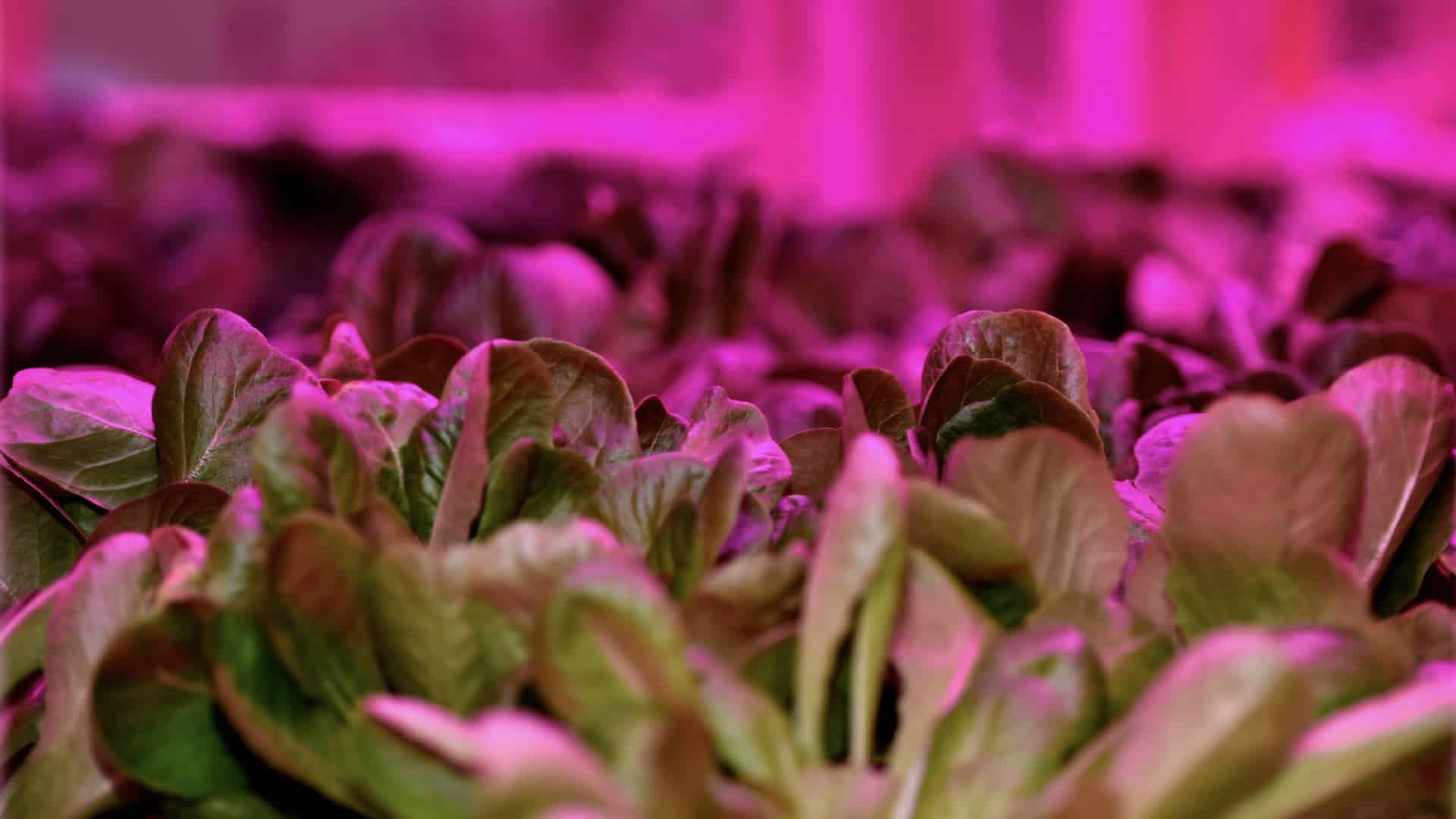 Horticulture LED Lighting
